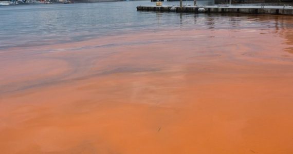 red tide phenomenon causes discolored sea surface
