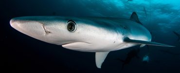 blue shark prionace glauca with slender body