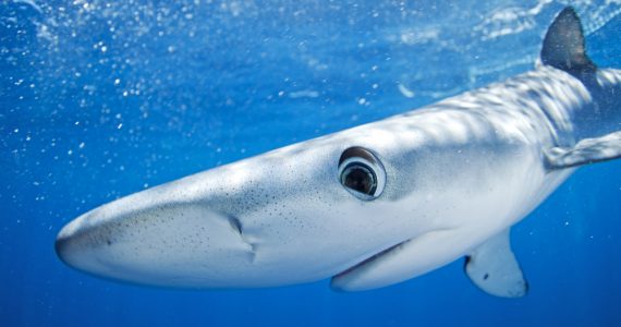 blue shark round snout and large eyes characteristics