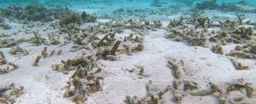 bleached and damaged coral reef