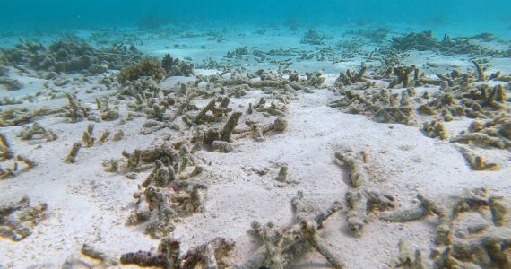 bleached and damaged coral reef