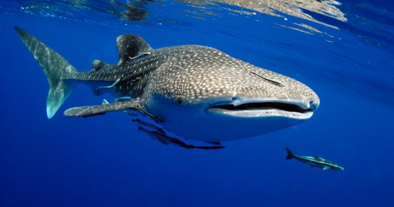 largest endangered whale sharks in oceans