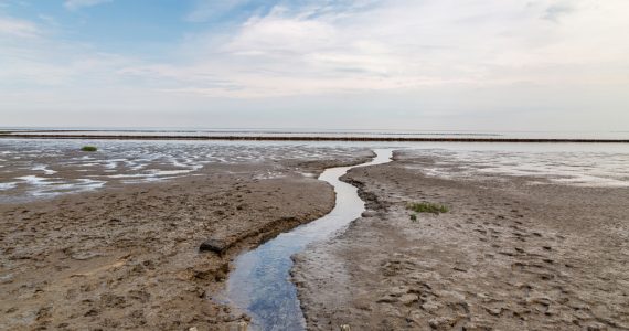 picture of sea floor during low tide