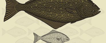 largest flatfish pacific halibut in flounder family