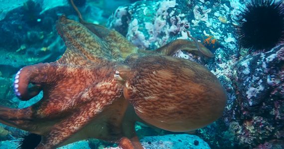 Giant pacific octopus moving above corals under water