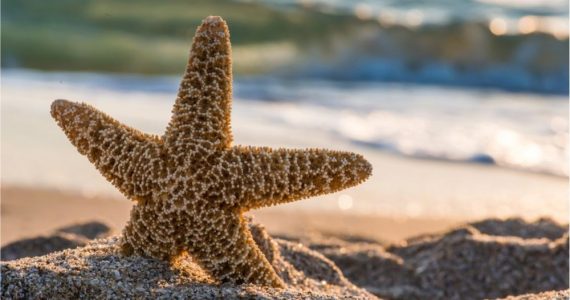 Are Starfish Fish?