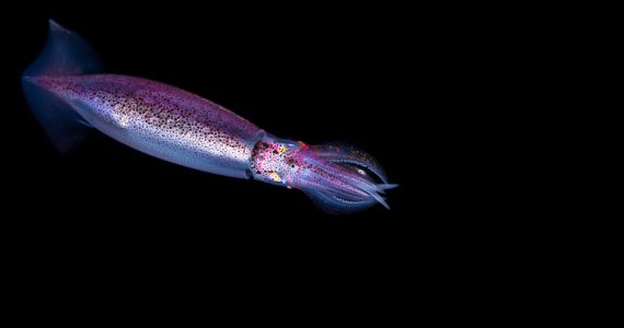 Neon flying squid under water