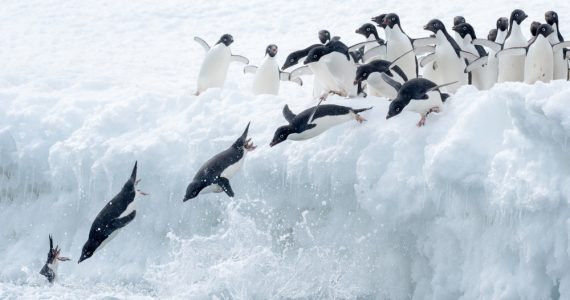 penguins using wings trying to fly