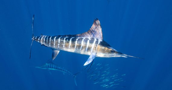 Larbe blue marlin swimming in the ocean