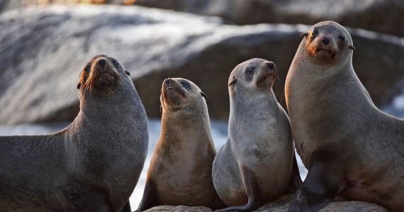 image showing seal difference between sea lion
