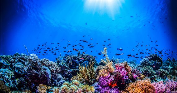 coral reefs underwater with natural processes and occurrences