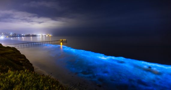 facts on biochemical light emission causes bioluminescence