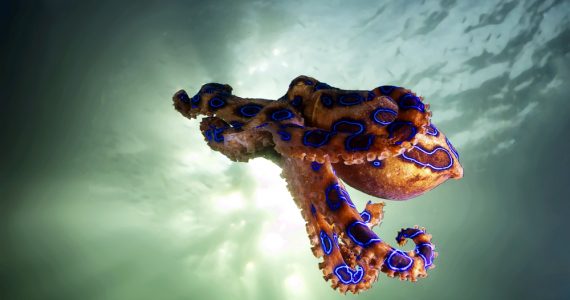blue-ringed octopus deadliest octopus