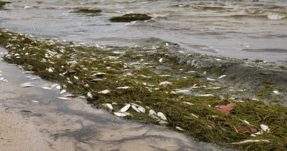 dead fish from red tide in tampa