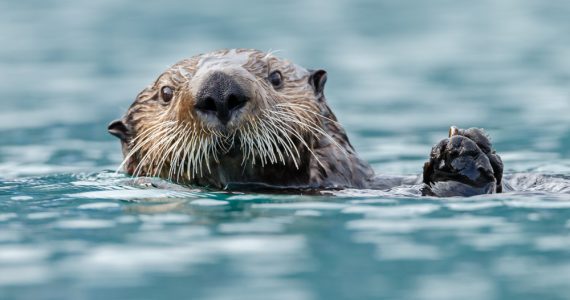 difference showing between river otters and sea otters