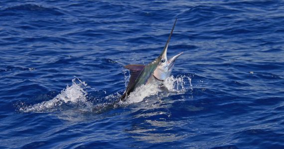 blue marlin are they endangered