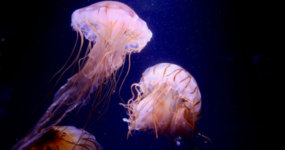 jellyfish search and eat plant in the ocean