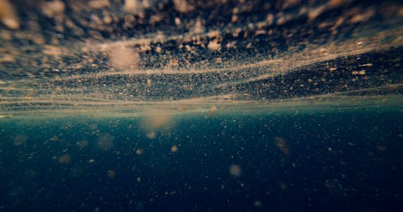 microscopic plankton organisms for jellyfish diet