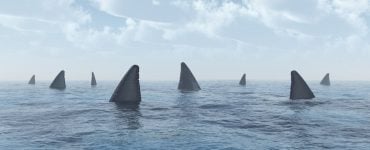 shark hunting species to eat for diet