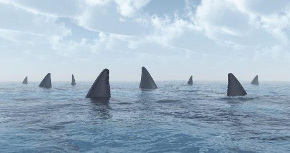 shark hunting species to eat for diet