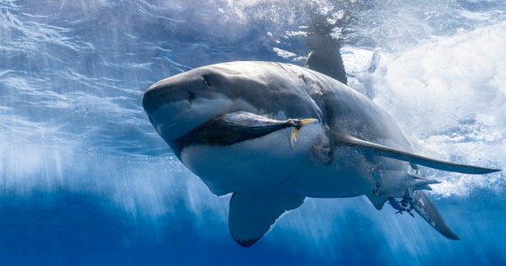 sharks eat animal life of fish in oceans