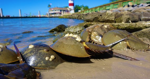 horseshoe crabs in coasts seen eat