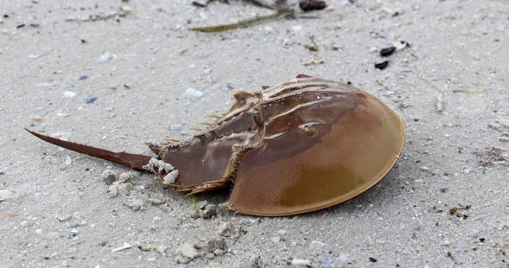 a dangerous looking horseshoe crab with spikes and pointy tail