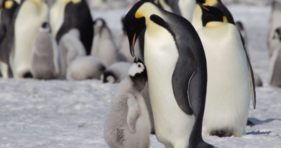 a penguin feeding its young