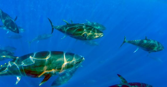 school of bluefin tuna swimming in the ocean