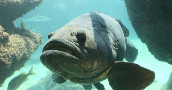 goliath grouper are considered endangered