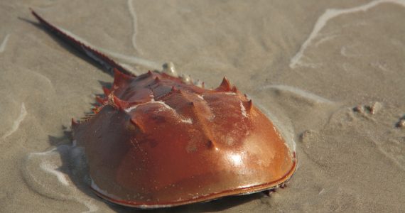 an endangered horseshoe crab on the beach