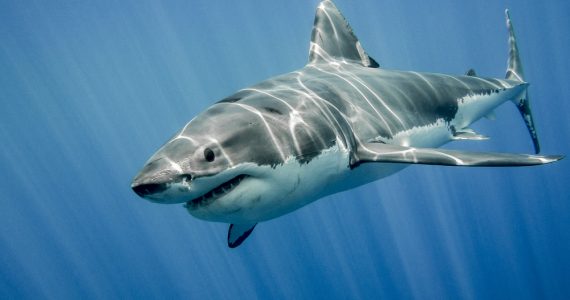 large great white shark swimming