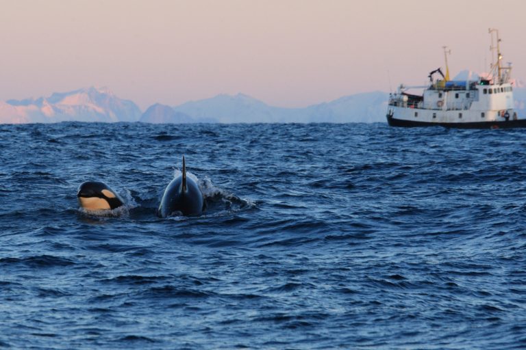 Are Orcas Endangered American Oceans Are orcas endangered american oceans