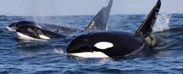 orca populations swimming in the sea