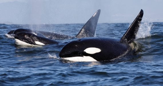 orca populations swimming in the sea