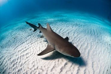 Are Lemon Sharks Dangerous?