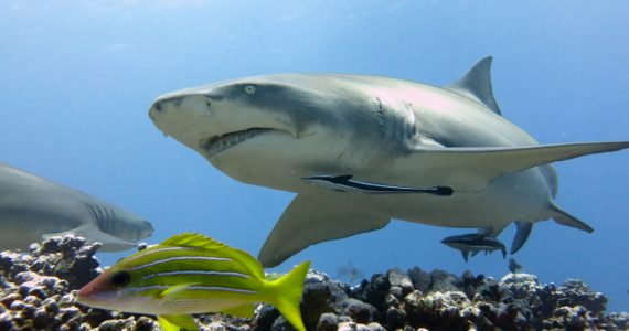 a lemon shark swimming over a reef