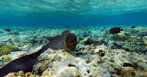 true eels fish species in saltwater