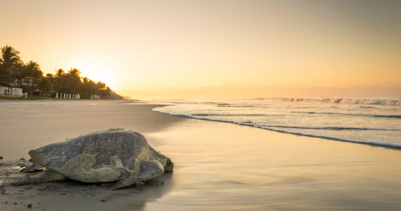 Olive Ridley along warming ocean and coastline temperature