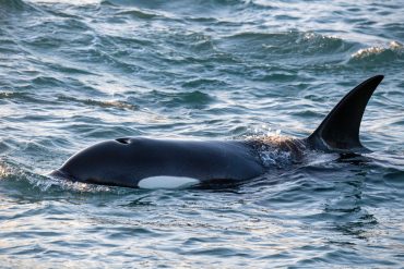 How Smart Are Orcas?