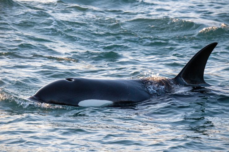 Why Are Orcas Called Killer Whales?