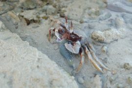 What Do Crabs Eat? - American Oceans