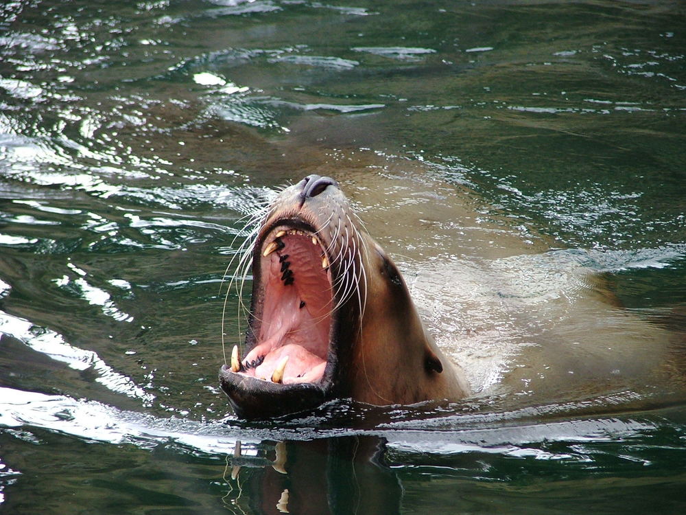 a sea lion swimming with its mouth open