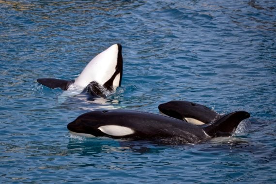 Can You Eat Orca can-you-eat-orca