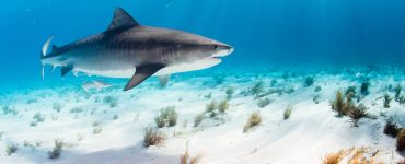 a tiger shark swimming above the ocean floor