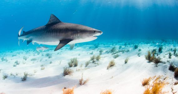 a tiger shark swimming above the ocean floor