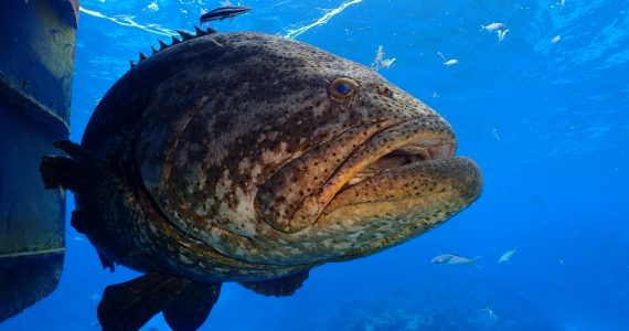 goliath grouper swimming near key west florida