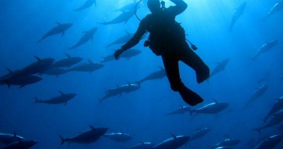 diver swimming with bluefin tuna