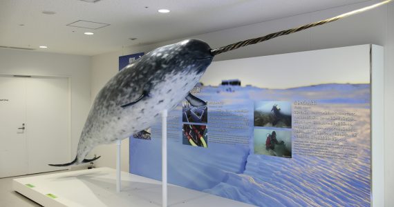 narwhal on display in museum