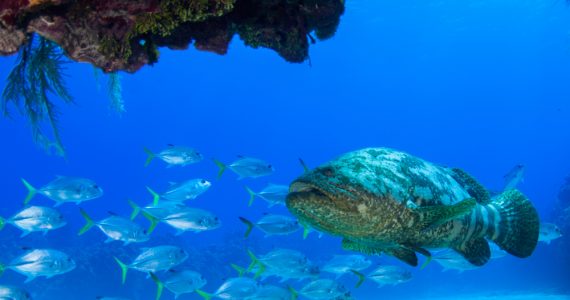 a group of fish in the caribbean near coral reefs